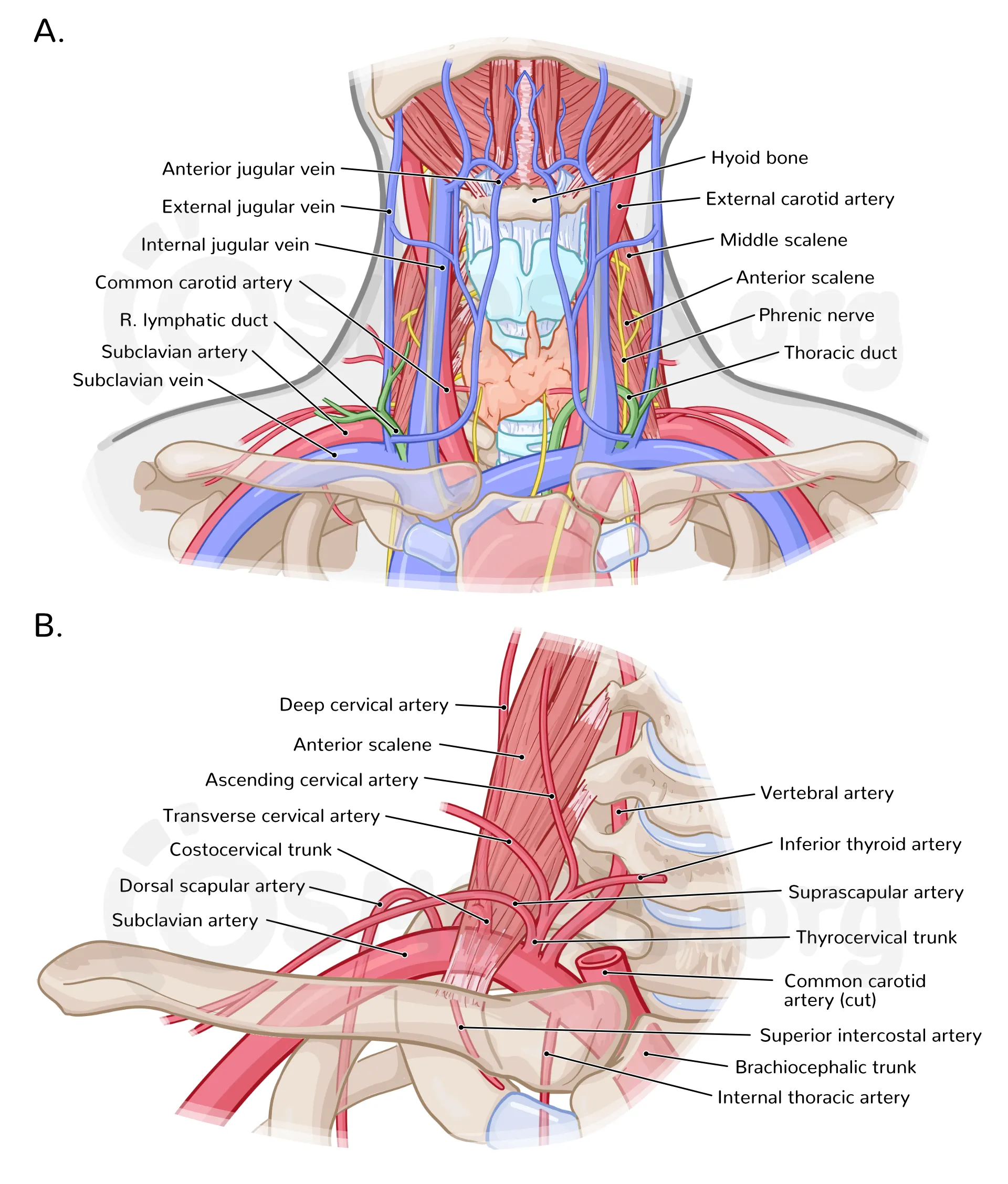 Neurovascular Structures of the Neck Anatomy Clinical Importance and Exam Guide - ANATOMY